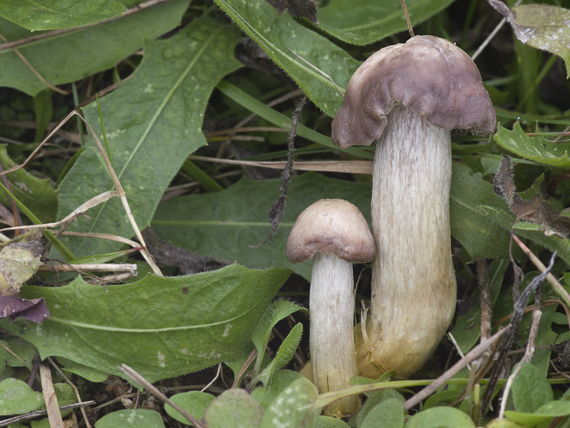 Hygrocybe flavipes